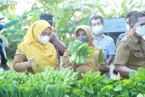 Rahma Walikota Tanjungpinang Serahkan Bantuan Sarana Pertanian dan Bibit Tanaman di Tanjung Moco