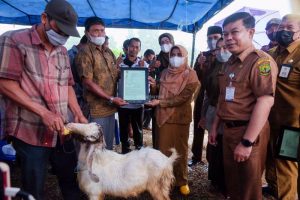 Rahma Walikota Tanjungpinang Serahkan Bantuan Kambing dan Asuransi Usaha Ternak Sapi